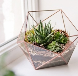 Succulents in a terrarium