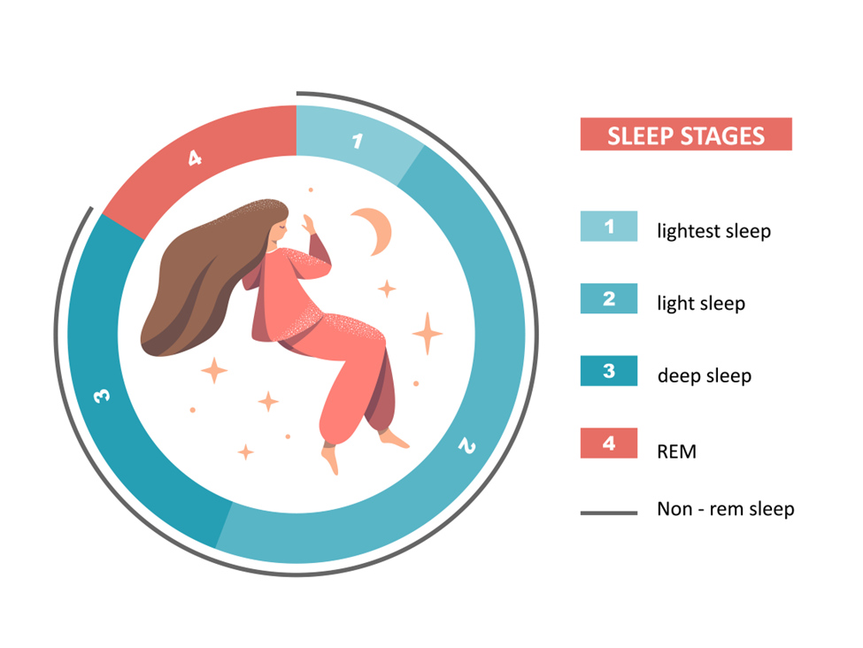 graphic outlining the stages of sleep